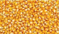  ?? ?? Maize is one of the grains that requires careful storage