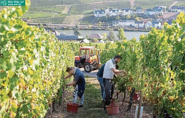  ?? Fotos: Chris Karaba ?? Mehr Bilder auf www.wort.lu
Die Beeren der Qualitätsw­eine und Crémants werden per Hand gelesen. Dafür braucht es Helfer – Corona erschwerte in diesem Jahr ihre Rekrutieru­ng.