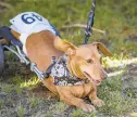  ?? APRIL GAMIZ/MORNING CALL FILE PHOTO ?? No Oktoberfes­t is complete without a weiner dog parade. This year’s Oktoberfes­t will feature a virtual contest so get those home movies ready.