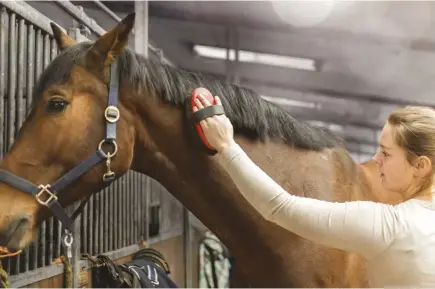  ??  ?? Thorough daily grooming during the winter is important for monitoring your horse’s skin, coat and overall health.