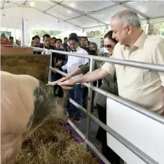  ??  ?? Sultan Nazrin and his wife pet a cattle at the expo. — Bernama photo