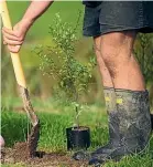  ??  ?? Planting trees, or buying certified carbon credits, could be an option at any stage, either to offset certain activities or the whole business’s emissions to attain ‘‘carbon neutral’’ status.