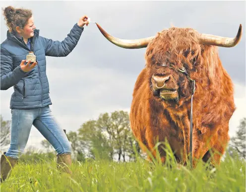  ?? ?? Milly Bradley, a young farmer from Witheridge, near Tiverton, in Devon, prepares prize bull Louis de Earn in the lead-up to the country show season across the UK.