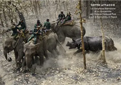  ??  ?? La complessa liberazion­e di un rinoceront­e nel Chitwan National Park a sud di Katmandu, in Nepal.