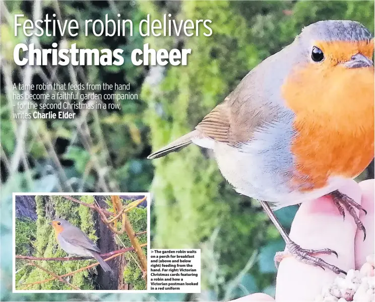  ??  ?? The garden robin waits on a perch for breakfast and (above and below right) feeding from the hand. Far right: Victorian Christmas cards featuring a robin and how a Victorian postman looked in a red uniform