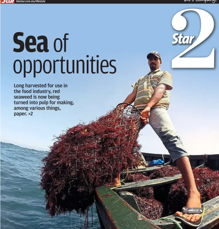  ?? — AFP ?? Red gold: Red seaweed being collected off the coast of El Jadida, about 100km south-west of Casablanca, Morocco.