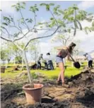  ?? RAFAEL PACHECO ?? Se han sembrado 4.275 árboles en La Sabana.
