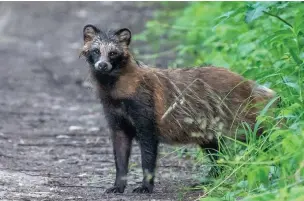  ?? Pic: Carlos-Sexton ?? ●●A raccoon dog