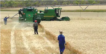  ??  ?? Zimbabwe needs at least 400 000 tonnes of wheat per year to meet its demand