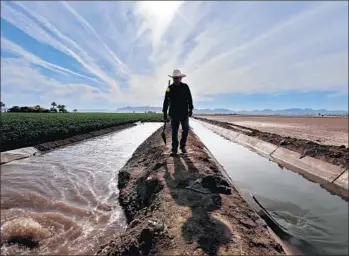  ?? Irfan Khan
Los Angeles Times ?? PEDRO FIGUEROA walks irrigation channels that provide water to the cotton field at left. The prolific farms around Yuma, Ariz., rely on Colorado River water, as do nearly 40 million people in seven states.