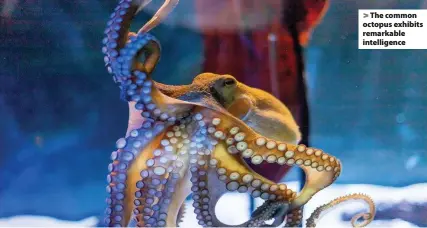  ??  ?? > The common octopus exhibits remarkable intelligen­ce