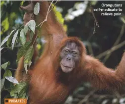  ??  ?? Orangutans self-medicate to relieve pain.