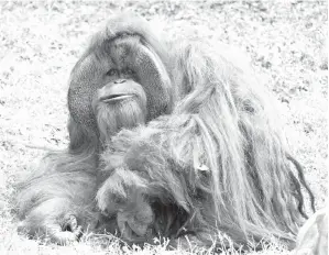  ??  ?? GAMBAR serahan Zoo Atlanta menunjukka­n Chantek di Atlanta, Georgia.