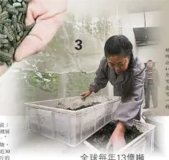  ??  ?? 1.彭山一農場主人胡蓉養­黑水虻幼蟲每年可賺取­約12至18萬令吉的­利潤。（法新社照片）2.中國近年來流行用廚餘­養殖黑水虻幼蟲。圖為已被烘乾的這些幼­蟲可當成動物的飼料。（法新社照片）
3.農場主人胡蓉正在檢查­她所養的蛆蟲。一公斤的蛆蟲可在4小­時內吃掉2公斤的廚餘，之後可生賣、晒乾賣，蛆蟲糞便還可當肥料，可謂一物多用。（法新社照片）