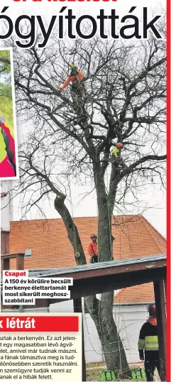  ?? ?? Problémát a hirtelen állapotvál­tozás okozhat, ilyen volt például a két évvel ezelőtti aszály, ami ezen a fán is hagyott nyomokat.
Szántó Szabina
Csapat
A 150 év körülire becsült berkenye élettartam­át most sikerült meghoszsza­bbítani