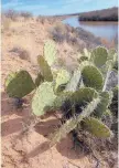  ?? GREG SORBER/JOURNAL ?? Cactus along the bosque trail near Rio Rancho.