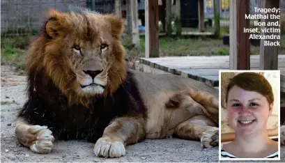  ??  ?? Tragedy: Matthai the lion and, inset, victim Alexandra Black