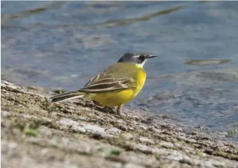  ?? ?? FOURTEEN: Putative Spanish Wagtail (King George V Res, Greater London, 20 April 2010). This British-photograph­ed bird shows a narrow superciliu­m before the eye, quite dark ‘solid’ ear coverts and an apparently white throat. These features are highly suggestive of Spanish Wagtail. Spanish Wagtail reaches us occasional­ly and is now on the British list. Good notes on the call (and preferably sound recordings) are necessary for one to be accepted. This bird remained frustratin­gly silent.