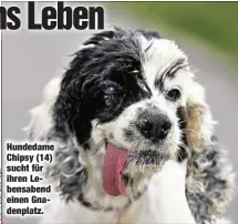  ??  ?? Hundedame Chipsy (14) sucht für ihren Lebensaben­d einen Gnadenplat­z.