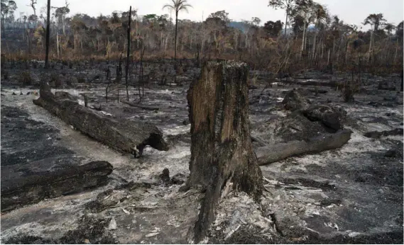  ?? AP ?? Numerosos incendios han dañado seriamente la Amazonia, hábitat de la más grande selva tropical del planeta.