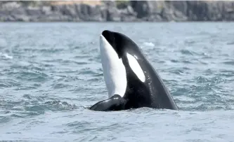  ?? MARK MALLESON/THE CENTER FOR WHALE RESEARCH VIA AP ?? An orca whale pokes her head upward while swimming in the Salish Sea near the San Juan Islands, Wash.A new report from WWF-Canada paints a dire picture of Canada’s wildlife, finding that fully half of the species monitored have declined since 1970.