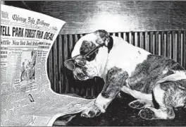  ?? CHICAGO TRIBUNE HISTORICAL PHOTO ?? Butch, a female English bulldog, might have read the Tribune’s “bulldog” edition in 1954. She had an Iowa tag but was found wandering in Chicago by the Animal Welfare League.