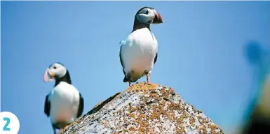  ??  ?? ∫ 2. Les macareux, joliment surnommés perroquets de mer.