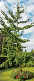  ?? Foto: Elke Wentker, tmn ?? Äußerst resistent: Der ursprüngli­ch aus China stammende Ginkgo ist auch hier zulande beliebt.