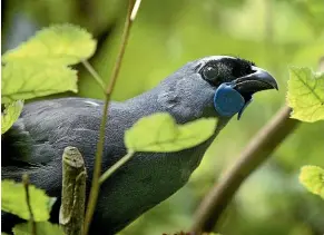  ?? MARK TAYLOR/STUFF ?? Conservati­on work has moved the classifica­tion of North Island Kokako from Threatened to At Risk: Recovering.