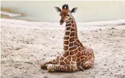  ?? AP PHOTO/TONY GUTIERREZ ?? Three-week-old giraffe Kendi sits in the giraffe exhibit at the Dallas Zoo in Dallas in 2020. On Friday, The Associated Press reported on stories circulatin­g online incorrectl­y claiming three recent giraffe deaths at the Dallas Zoo may have been related to the COVID-19 vaccine.