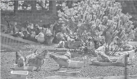  ??  ?? Chickens feed in the yard at 1322 Rockland Ave., where the City of Victoria is attempting to reduce their numbers.