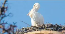  ??  ?? Das neue Nest in 18 Metern Höhe findet bei Mama Storch offenbar großen Anklang.