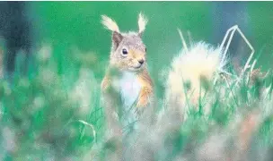  ??  ?? ●● Portrait image of red squirrel by Darin Smith