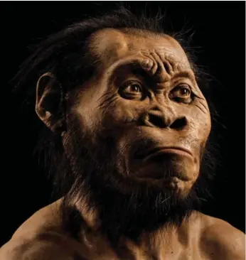  ?? MARK THIESSEN/NATIONAL GEOGRAPHIC/THE ASSOCIATED PRESS ?? A reconstruc­tion of Homo naledi’s face by New York paleoartis­t John Gurche.