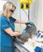  ?? SARAH STEBINGER/COURTESY ?? Veterinari­an Amanda Grant performs a laser treatment on a bald eagle’s wing.
