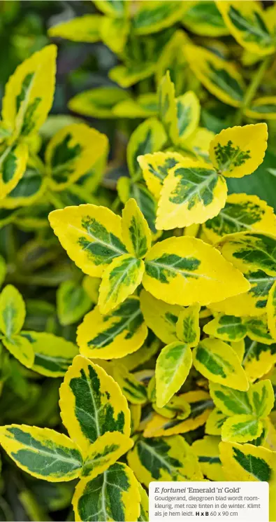  ??  ?? E. fortunei ‘Emerald ’n’ Gold’
Goudgerand, diepgroen blad wordt roomkleuri­g, met roze tinten in de winter. Klimt als je hem leidt. HxB 60 x 90 cm