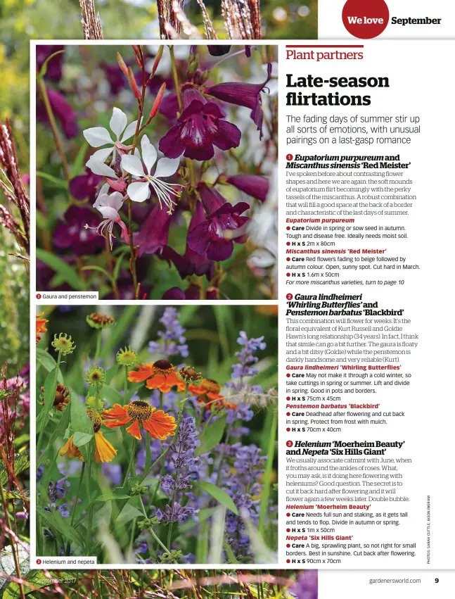  ??  ??     Gaura and penstemon Helenium and nepeta September 2017