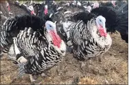  ?? Associated Press ?? Turkeys in a pen at Root Down Farm in Pescadero, Calif., on Oct. 21. Many turkey farmers are worried their biggest birds won’t end up on Thanksgivi­ng tables due to the coronaviru­s pandemic.