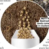  ??  ?? NUTTY Beetroot seeds come