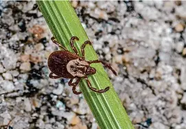  ?? Gerald Corsi/Getty Images/iStockphot­o ?? Dermacento­r variabilis, also known as the American dog tick or wood tick, is a species of tick that is known to carry bacteria responsibl­e for several diseases in humans. What Stamford resident K.J. Kelly thought was the flu ended up being Rocky Mountain spotted fever, a serious tickborne disease that infects only several people in Connecticu­t each year.