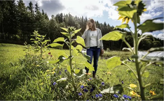  ?? Bild: ANDREAS OLSSON ?? ANDELSJORD­BRUK. Angelica af Ekenstams andelsjord­bruk har fått sålt mer än hon från början planerat. Nu fyrdubblar hon tills nästa år.