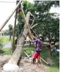  ?? GUSLAN GUMILANG / JAWA POS ?? CARA MANUAL: Pekerja memindahka­n pohon yang terdampak perluasan tol Margomulyo kemarin.