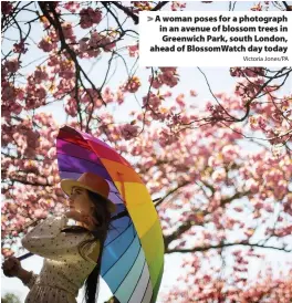  ?? Victoria Jones/PA ?? > A woman poses for a photograph in an avenue of blossom trees in Greenwich Park, south London, ahead of BlossomWat­ch day today