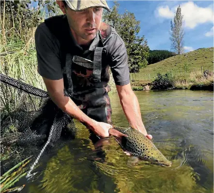  ?? PHOTO: FISH & GAME NEW ZEALAND ?? Nelson/Marlboroug­h Fish & Game Officer Jacob Lucas, places a tagged trout into the Riuwaka River to release them into their new home.