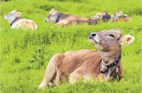  ?? FOTO: KARL-JOSEF HILDENBRAN­D/DPA ?? Kühe auf einer Almwiese im Ostallgäu. Im Frühjahr ging es für die über 400 Rinder mit dem Alpsommer am Hochgrat los.