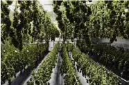  ?? Arnold Gold / Hearst Connecticu­t Media ?? Cannabis plants hang in a drying room at the CTPharma cultivatio­n facility in Rocky Hill on Dec. 13, 2022.