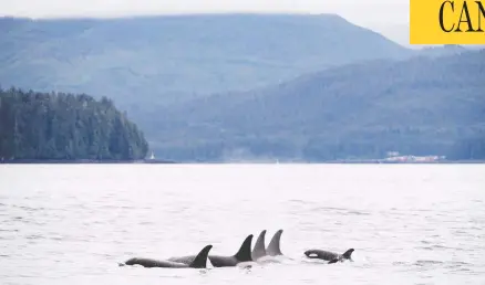  ?? JONATHAN HAYWARD/ THE CANADIAN PRESS ?? A hush has blanketed the waters off the British Columbia coast. The pandemic has marked a significan­t reduction in commercial sea traffic as well
as whale-watching boats and cruise ships. Scientists say it is a rare opportunit­y to study how noise affects southern resident killer whales.