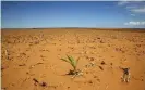  ?? Photograph: Siphiwe Sibeko/Reuters ?? A solitary maize plant grows in a parched landscape in Hoopstad, South Africa, in 2016 during the worst drought in over a century.