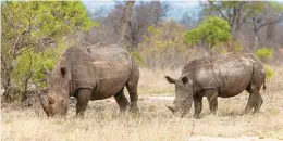  ?? COLORWORLD ?? Rhinoceros­es, an uncommon sight, graze near Kruger National Park in South Africa.