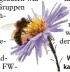  ??  ?? Wer etwas für die Bienen tun will, kann bald Blühstreif­en „mieten“.